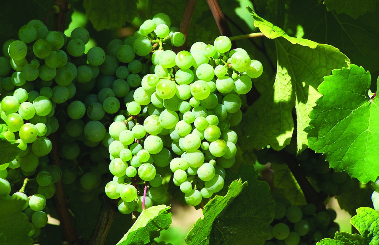 Ohio's Wine Trails Central Ohio TheWineBuzz