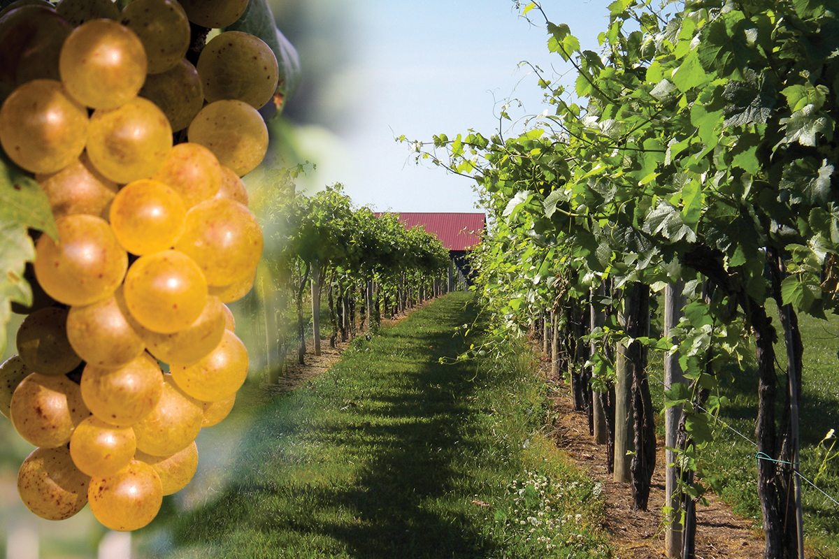 KENTUCKY WINE TheWineBuzz