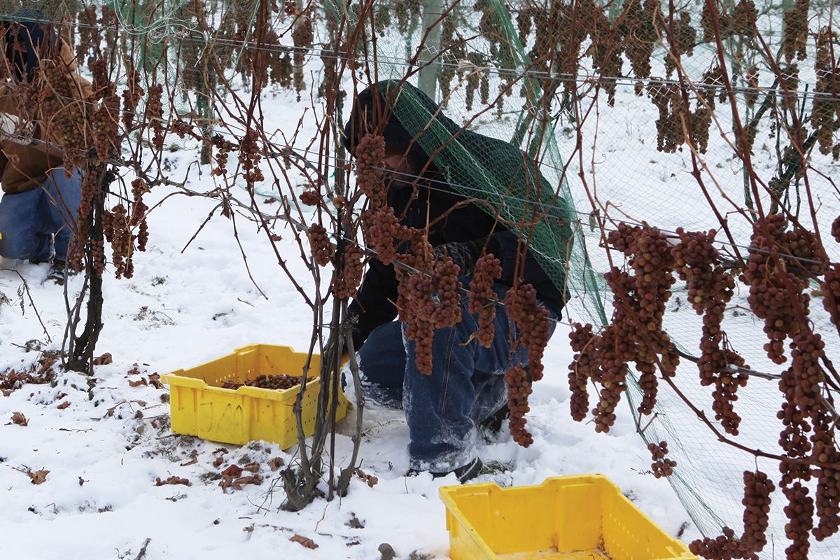 Ohio Ice Wine TheWineBuzz