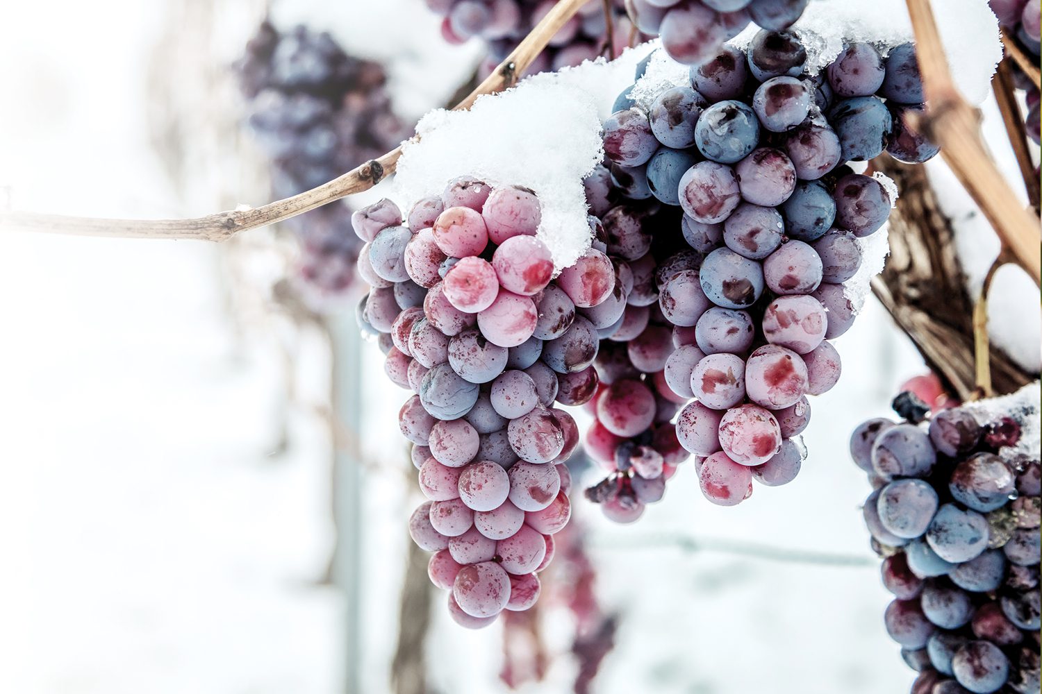 Ice Wine Unctuous Nectar from Frozen Fruit TheWineBuzz